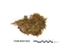 藏品(毛青苔屬)的圖片